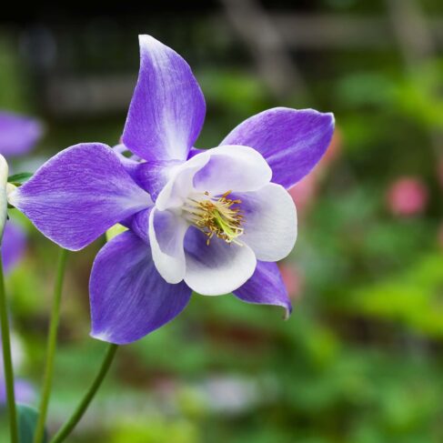 A purple and white Columbine in a flower garden.
