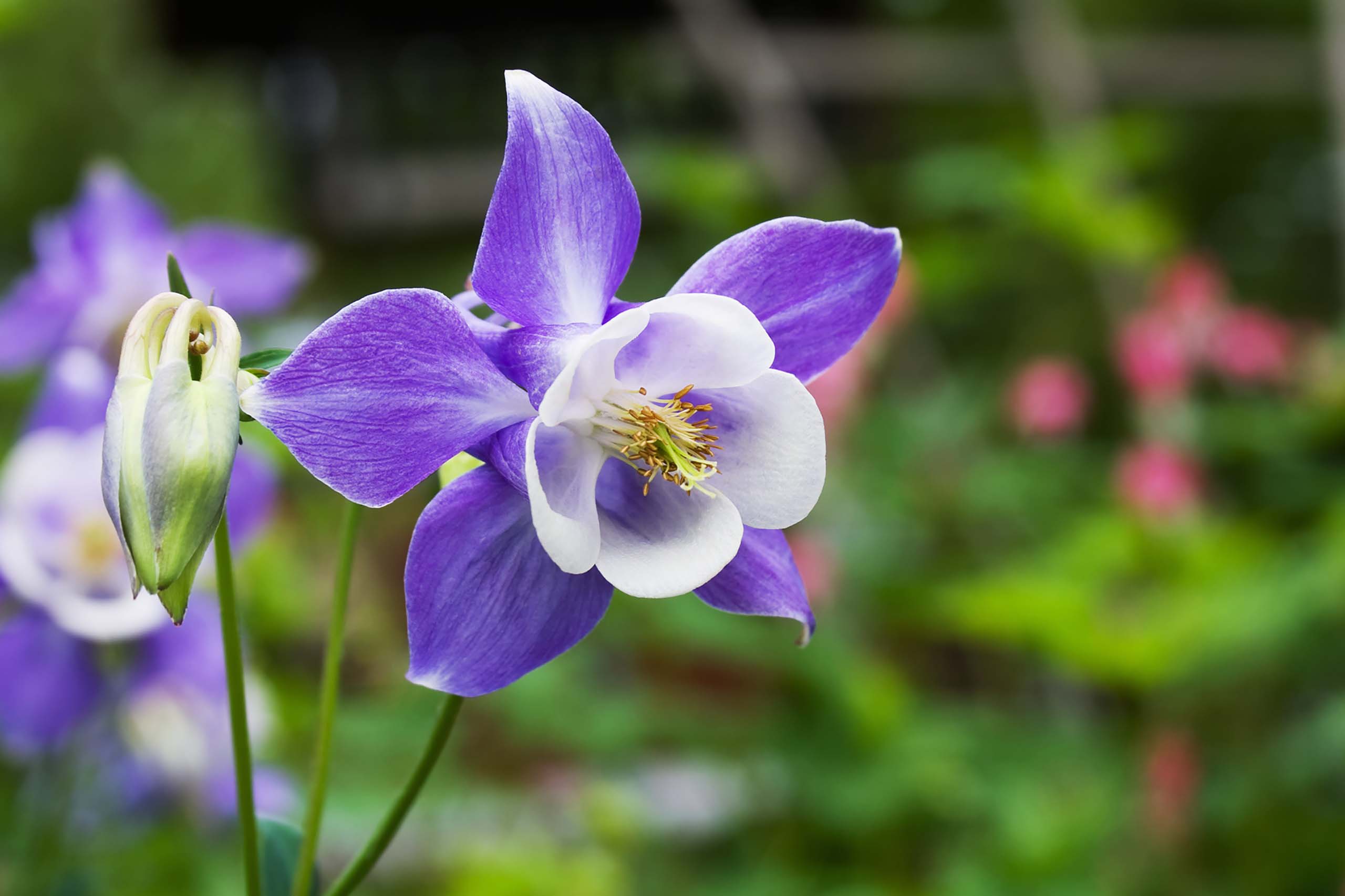 Armitage’s Herbaceous Perennials for the Shade