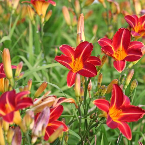 Red and yellow Hemerocallis day lily