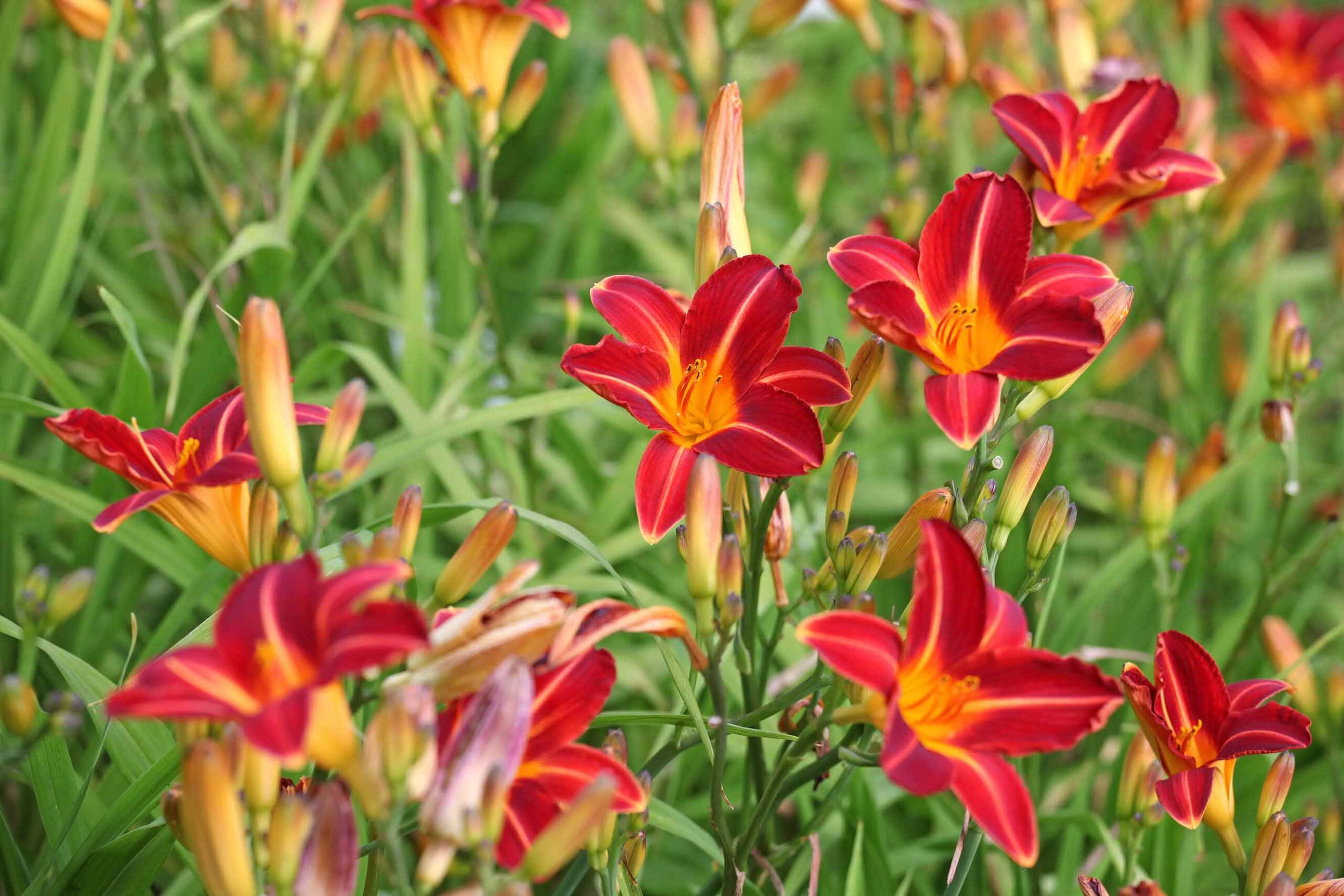 Armitage’s Herbaceous Perennials for the Sun