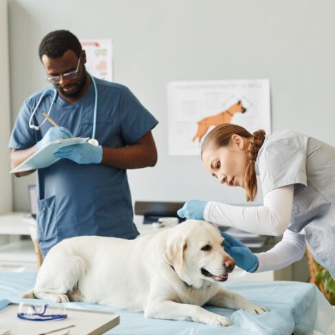 A nurse of vet clinics examining ears of a labrador while a doctor stands across taking notes in a chart.