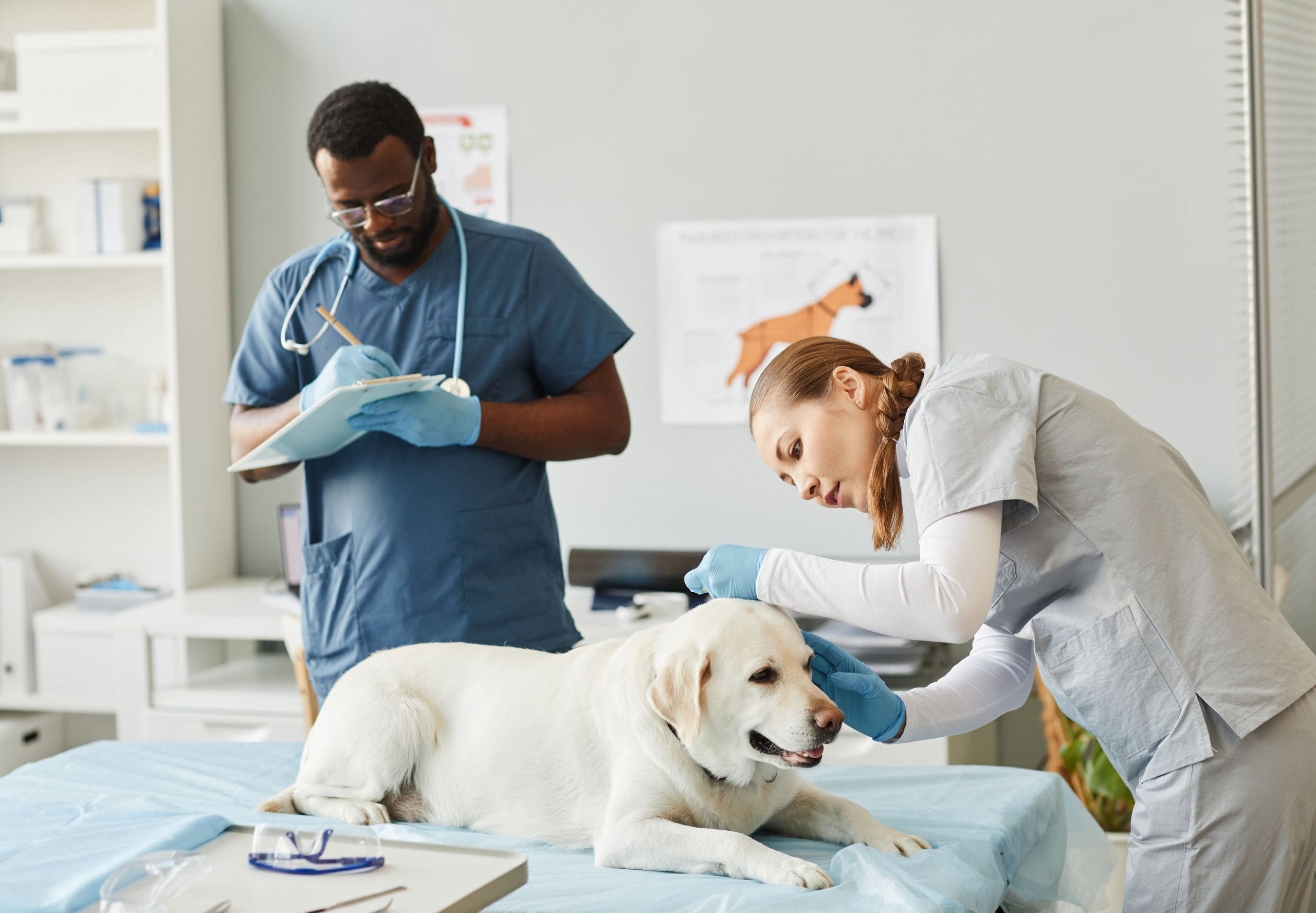 Veterinary Assistant