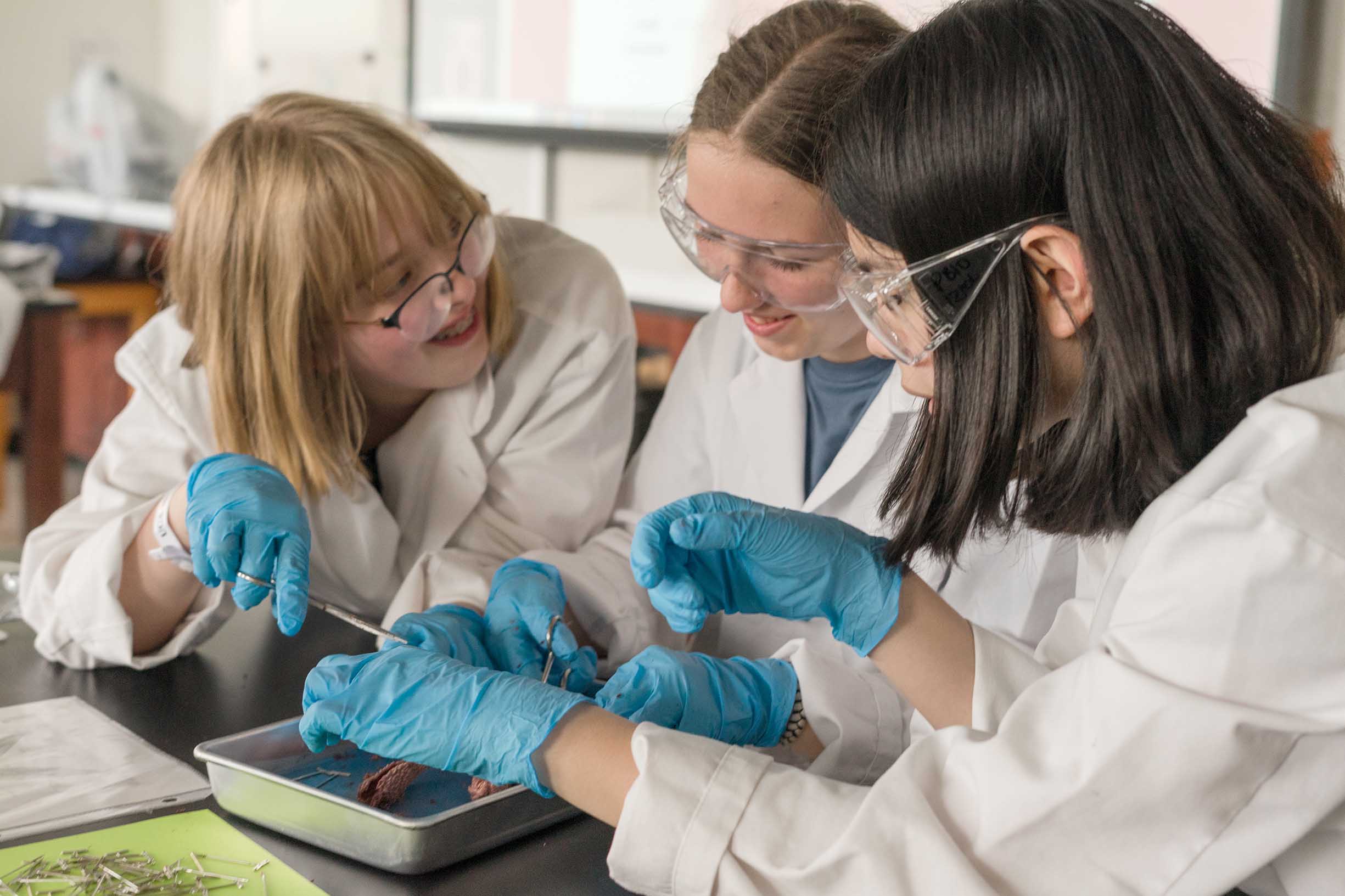 Students wearing lab coat and blue gloves looking into a metal tray