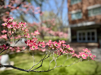 Dogwoods blooming in front the Georgia Center Hotel entrance