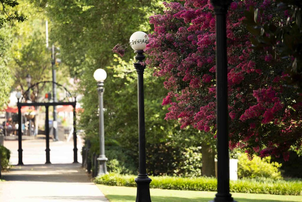 Detail of blooming flowers on a crepe myrtle tree on the North Campus Quadrangle with the Arch in the background.