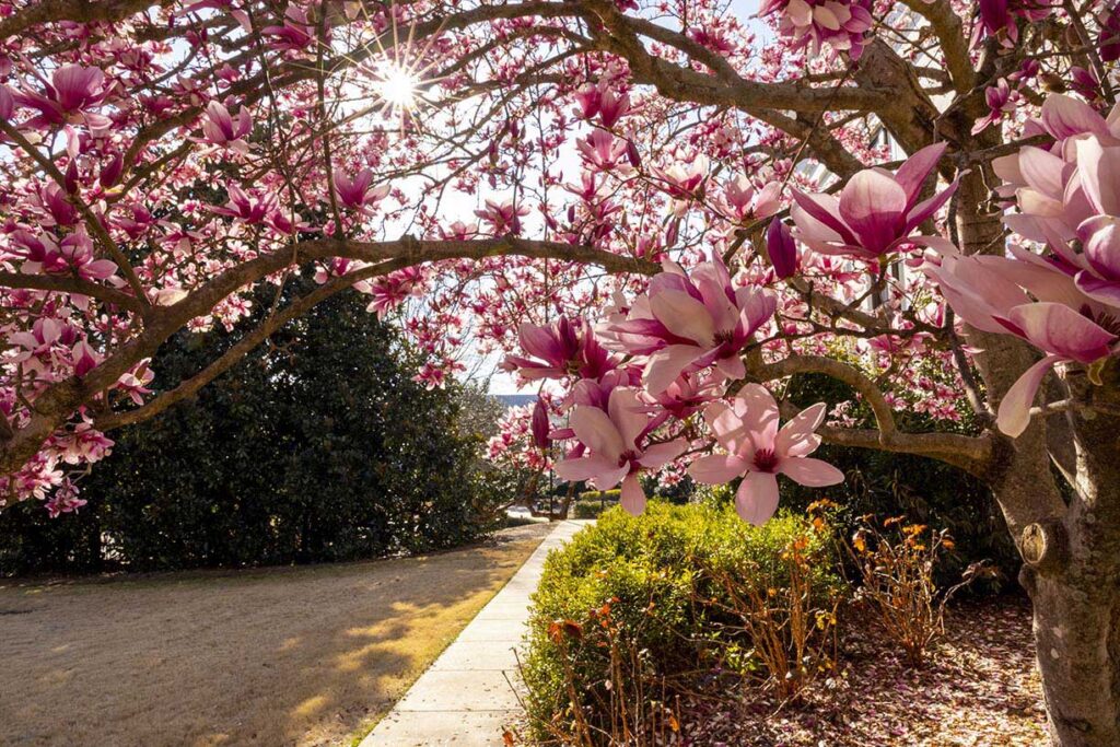 Spring Flowers Blooming on Tree