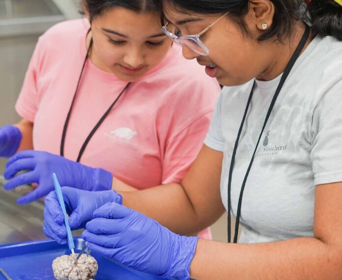 two students dissecting a brain on a plastic tray